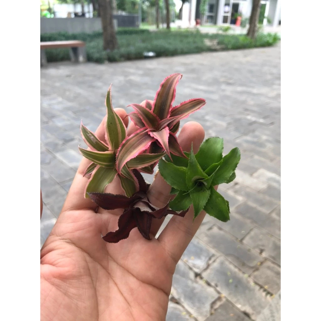 Dứa phụng mini,dứa hồng phụng Cryptanthus Fosterianus Elaine nam mỹ set tiểu cảnh, bán cạn, terrarium