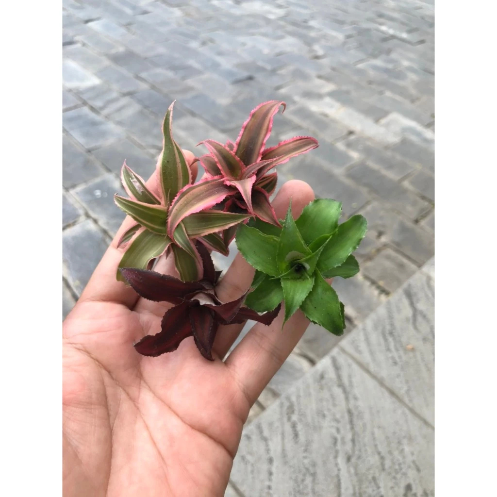 Dứa phụng mini,dứa hồng phụng Cryptanthus Fosterianus Elaine nam mỹ set tiểu cảnh, bán cạn, terrarium