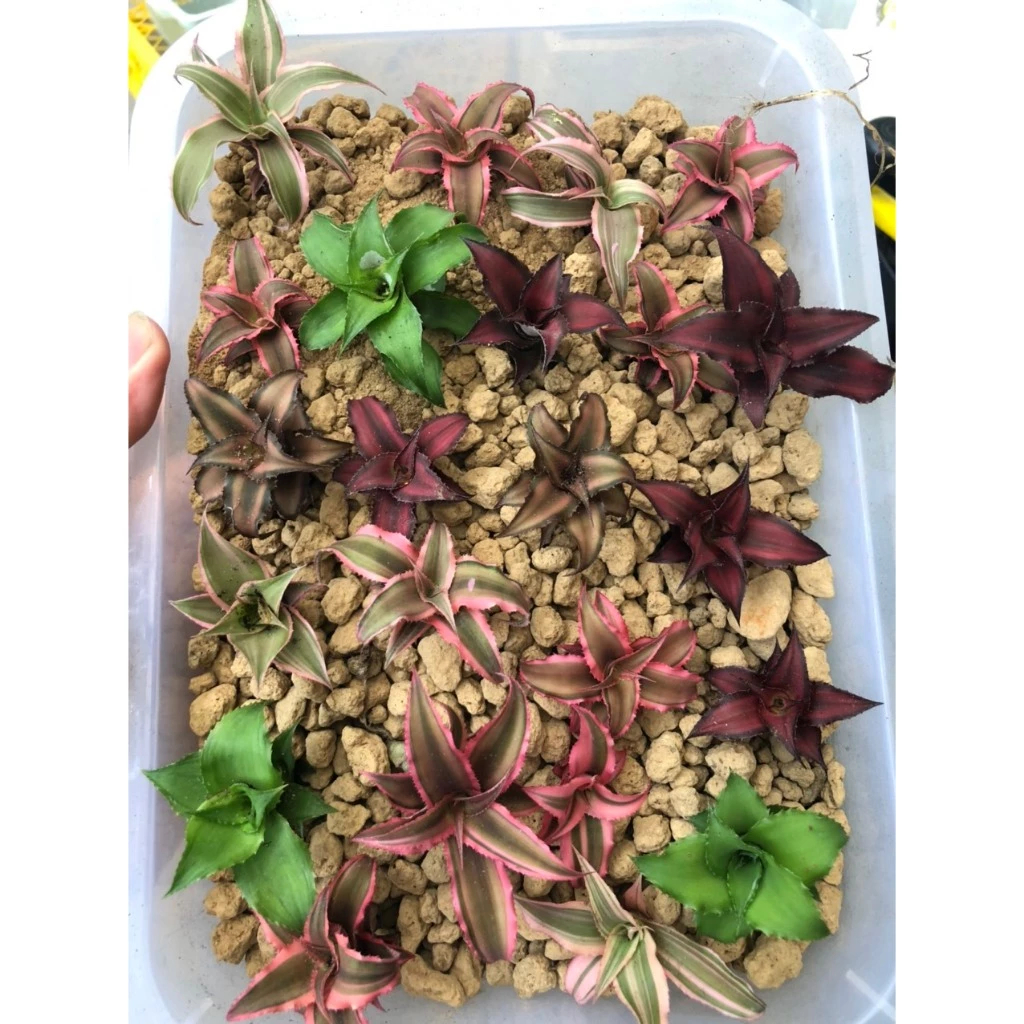Dứa phụng mini,dứa hồng phụng Cryptanthus Fosterianus Elaine nam mỹ set tiểu cảnh, bán cạn, terrarium