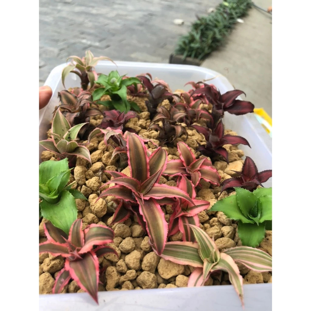 Dứa phụng mini,dứa hồng phụng Cryptanthus Fosterianus Elaine nam mỹ set tiểu cảnh, bán cạn, terrarium