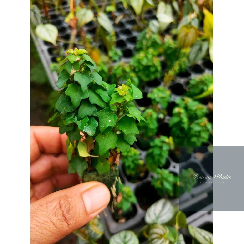 Dòng cây thủy canh chơi biotop mini, terrarium , bán cạn tiểu cảnh không cần đất