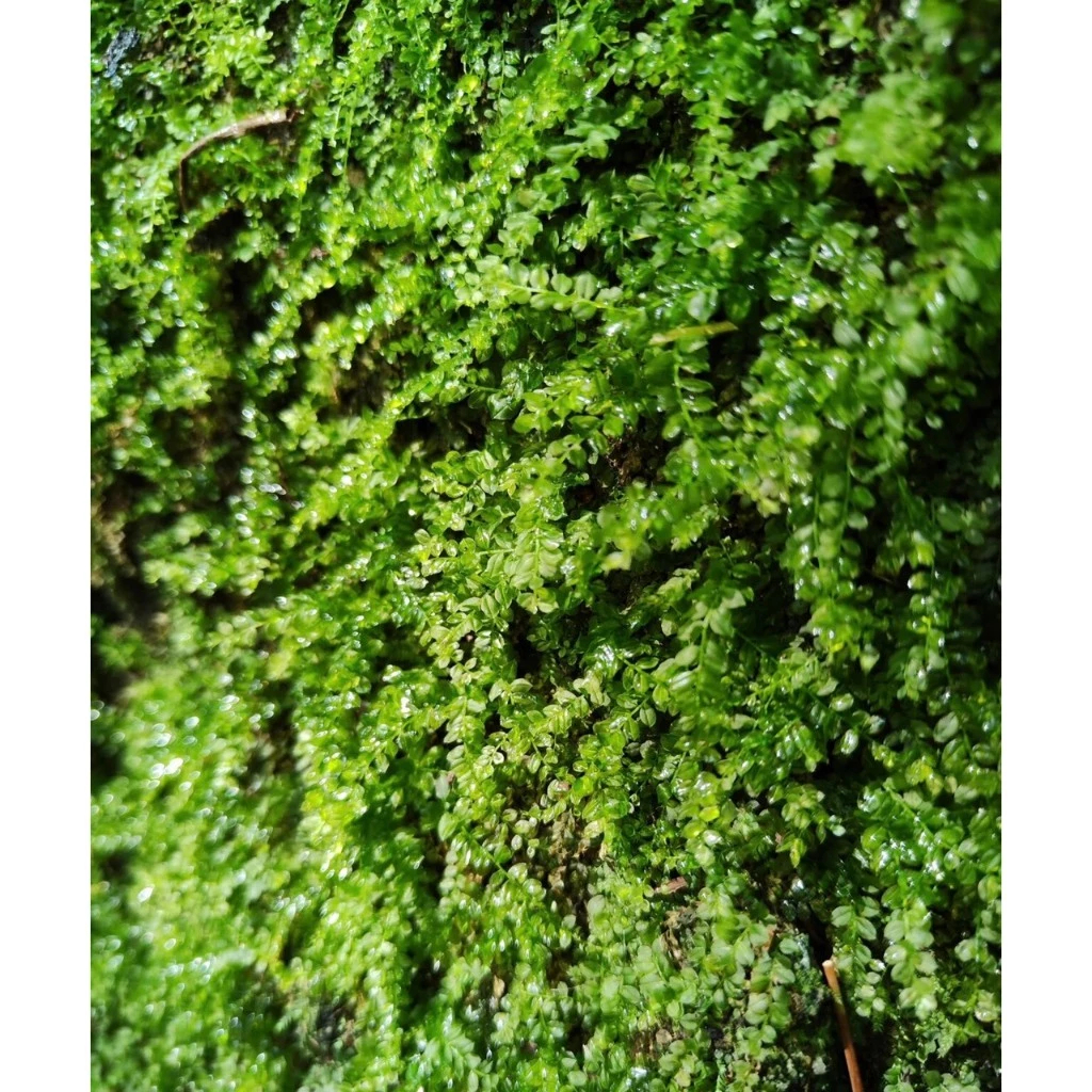 Rêu xạ hương dùng trong terrarium,bán cạn tiểu cảnh, paludarium , sưu tầm rêu , chơi rêu