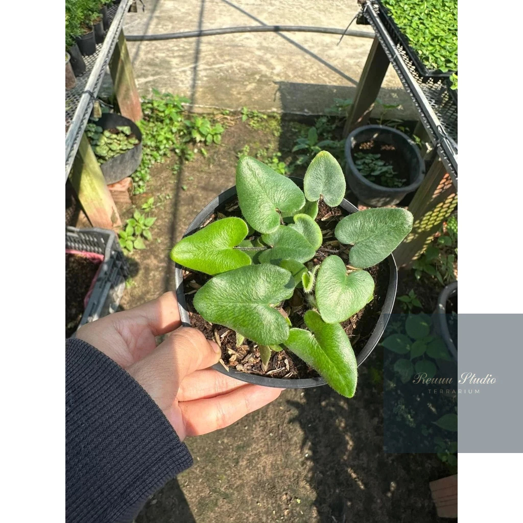 Dòng cây thủy canh chơi biotop mini, terrarium , bán cạn tiểu cảnh không cần đất