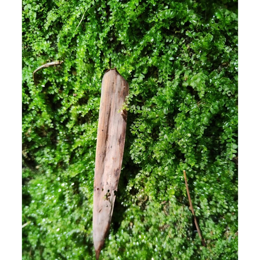 Rêu xạ hương dùng trong terrarium,bán cạn tiểu cảnh, paludarium , sưu tầm rêu , chơi rêu