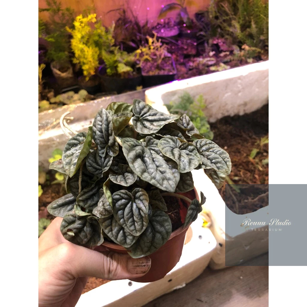 Dòng cây thủy canh chơi biotop mini, terrarium , bán cạn tiểu cảnh không cần đất