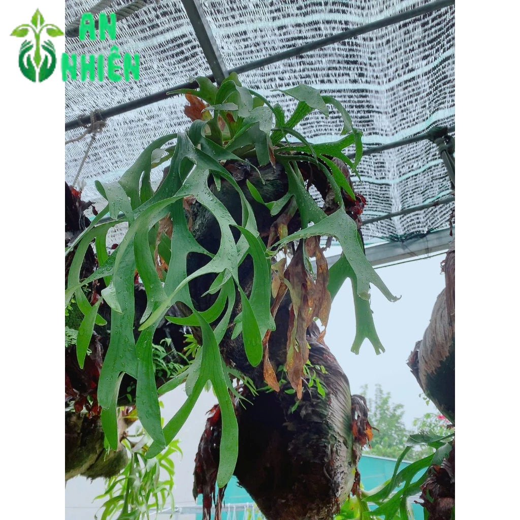 Cây Ổ Rồng Hàng Đẹp | Shopee Việt Nam