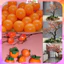 Set 50 Quả Bóng Bay Màu Cam Làm Quả Hồng Trang Trí Tết 2026 Bính Ngọ - Bóng Làm Quả Hồng Đẹp BB6