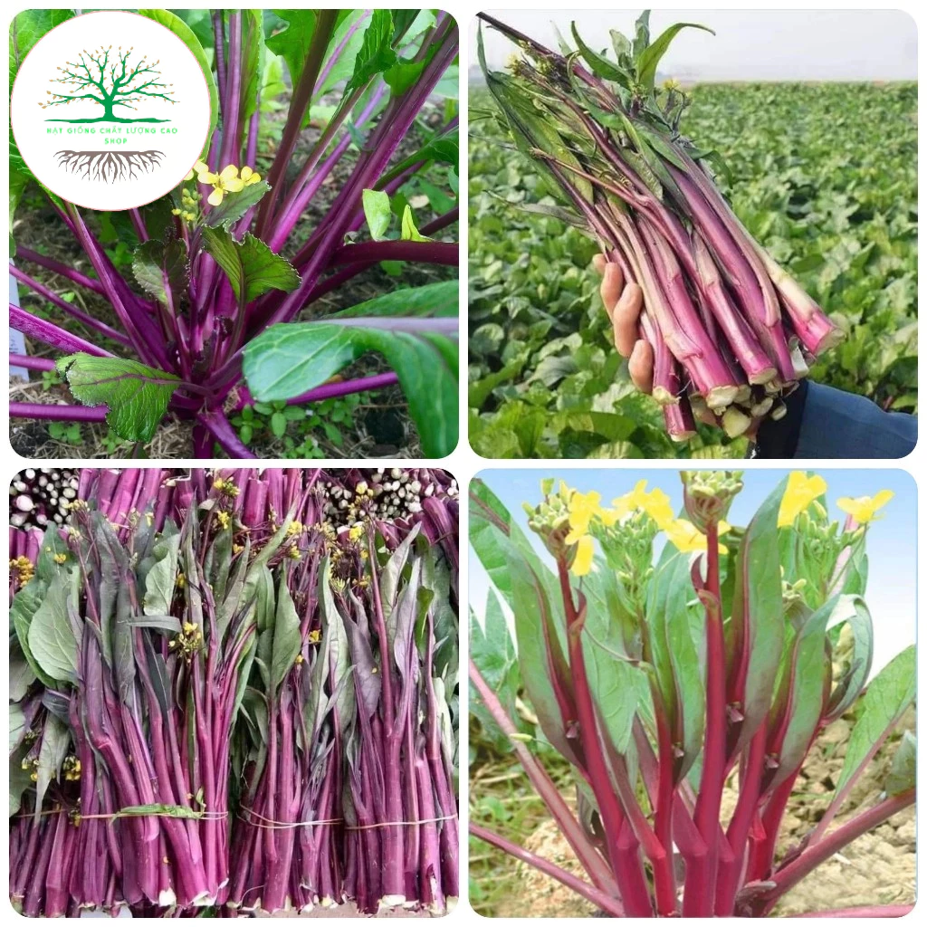 vn 11134211 7ras8 m4gfval2qmkva3