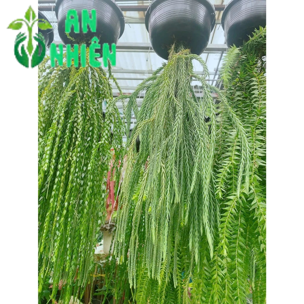 Cây Râu Rồng Dài 60-80cm | Shopee Việt Nam