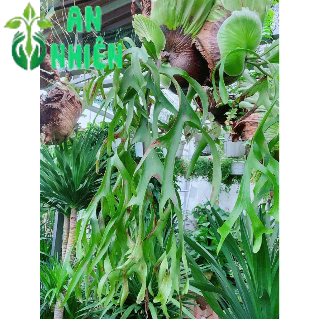 Cây Ổ Rồng Lớn | Shopee Việt Nam
