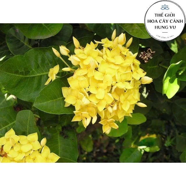 Cây hoa mẫu đơn vàng dáng tree cao 1m3 | Shopee Việt Nam
