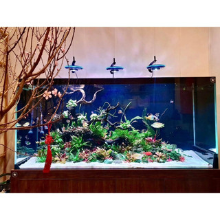 Cát MIX DAU AQUARIUM siêu sạch cho bể thuỷ sinh, bể công nghệ mới (1kg, 2kg, 5kg)