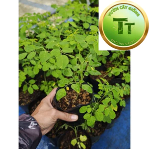 Cây Giống Chùm Ngây – Moringa – Rau Ăn Lá, Dinh Dưỡng Cao, Dễ Trồng