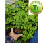 Cây Giống Chùm Ngây – Moringa – Rau Ăn Lá, Dinh Dưỡng Cao, Dễ Trồng