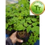 Cây Giống Chùm Ngây – Moringa – Rau Ăn Lá, Dinh Dưỡng Cao, Dễ Trồng