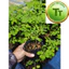 Cây Giống Chùm Ngây – Moringa – Rau Ăn Lá, Dinh Dưỡng Cao, Dễ Trồng
