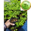 Cây Giống Chùm Ngây – Moringa – Rau Ăn Lá, Dinh Dưỡng Cao, Dễ Trồng
