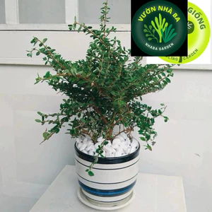Cây có mùi thơm: Cây Hàm Hương (Bahamas Berry) - Cây gia vị âu tỏa mùi thơm cam quýt, vani, mật ong nhẹ nhàng