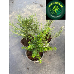 Cây gia vị Âu: cây mang hương thơm: Hương Thảo, Hàm Hương - Cây gia vị âu mang hương thơm