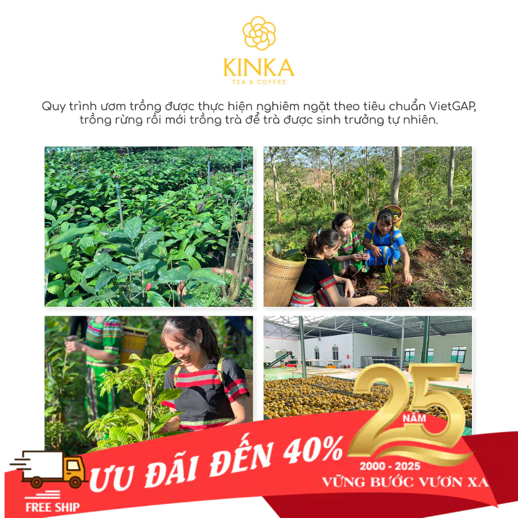 Hoa trà hoa vàng Gia Lai - Gia Lai Camellia Flava