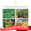 KINKA - Trà túi lọc Trà hoa vàng Gia Lai - Set trà Như Ý