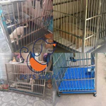 Chuồng Chó Inox Thể Gập Lại Và Dễ Dàng Di Chuyển Size Đại Có Kèm Khay Vệ Sinh (Border Collie, Chó Tha Mồi Vàng, Husky) — ảnh 4