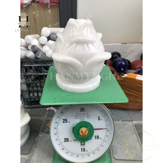 Cặp hoa sen đá non nước 16x20 cm HANMYNGHE