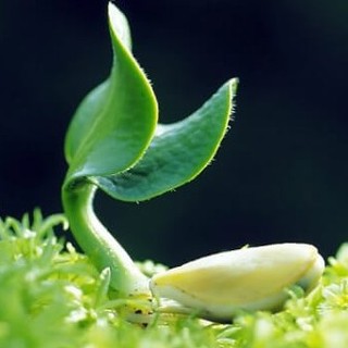khangmom