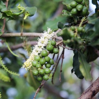 primroselhnt