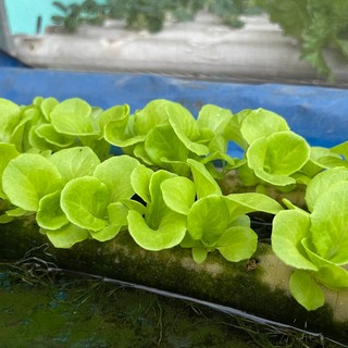 tuyetnguyen0311_.