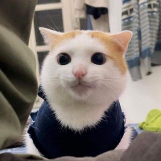 kemxoaimuoiot