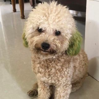 hoangmaii1312_09