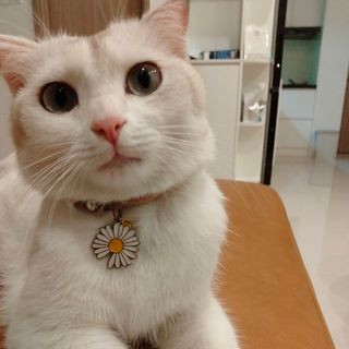 lovecakechocolate