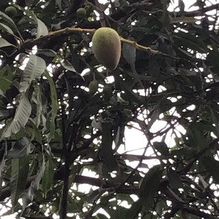 annhipham0409