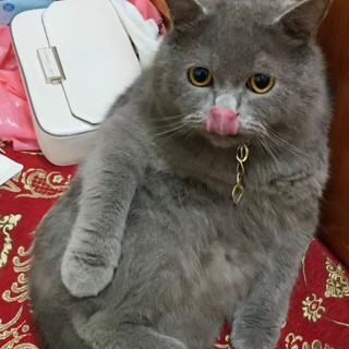lilishasha