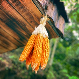 khoa_1538
