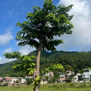 tringuyen888