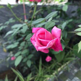 ngoc_lan_37