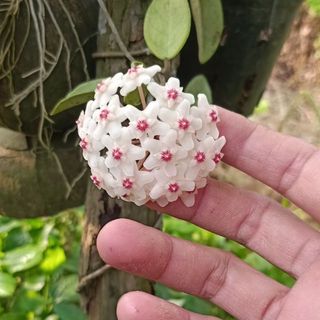mocthuy118