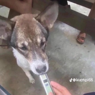 shinchaoxin