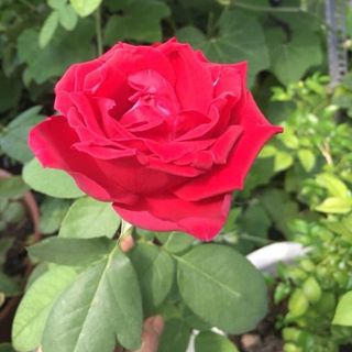 thaothao_1409