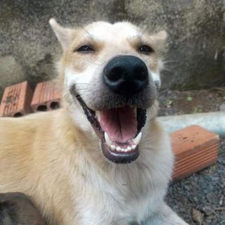 ngocdovbhp