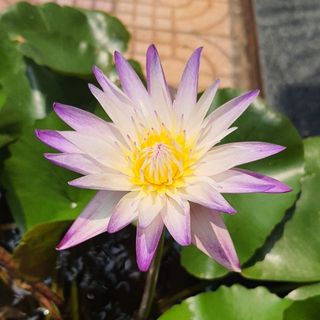 vn1718_78775