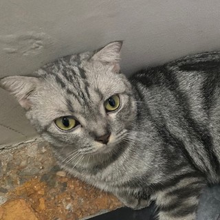 mittbeo