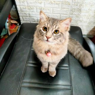 thuy_trinh.03