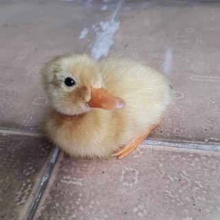 ng.anhnguyet_