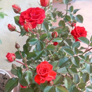 nguyttrn461