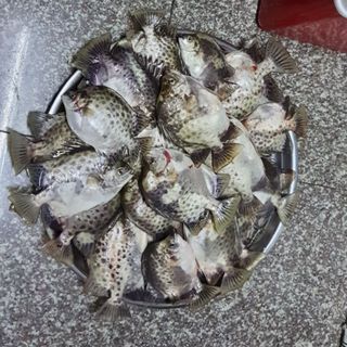 caucasaigon