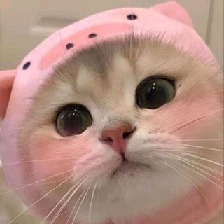ctu_meomeo