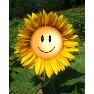 sunflower2180
